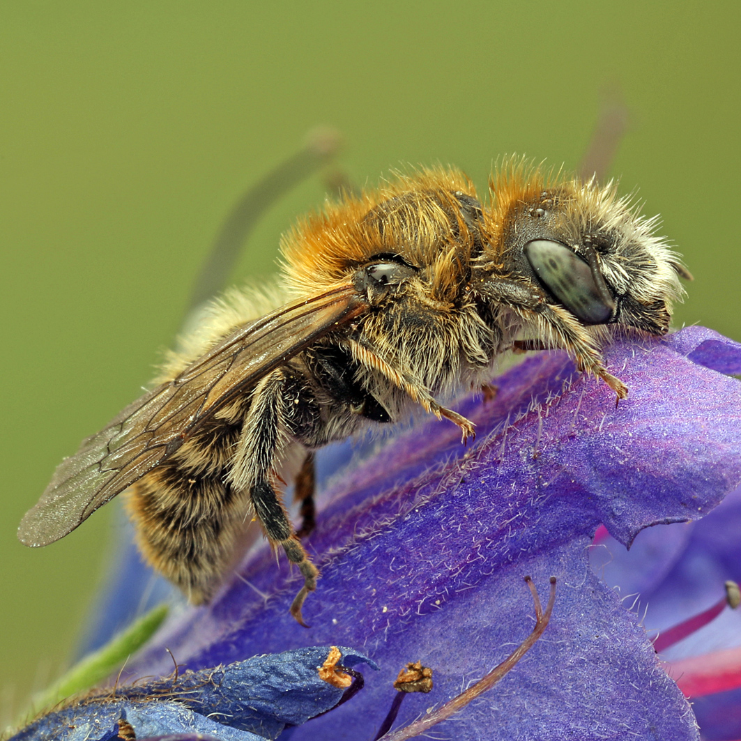 Fotografische Darstellung der Wildbiene Gebirgs-Natternkopfbiene