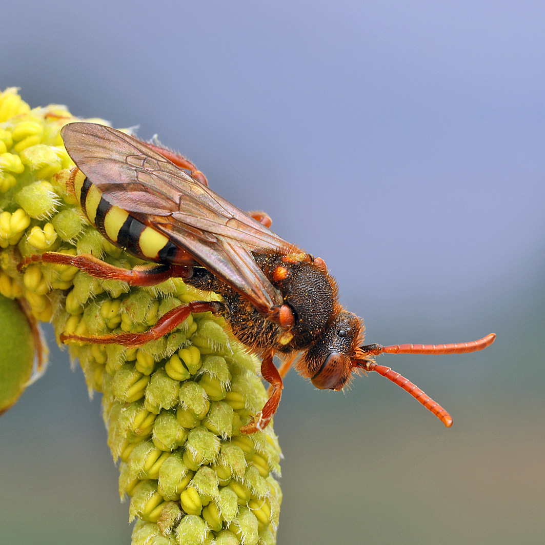 Fotografische Darstellung der Wildbiene Rothaarige Wespenbiene