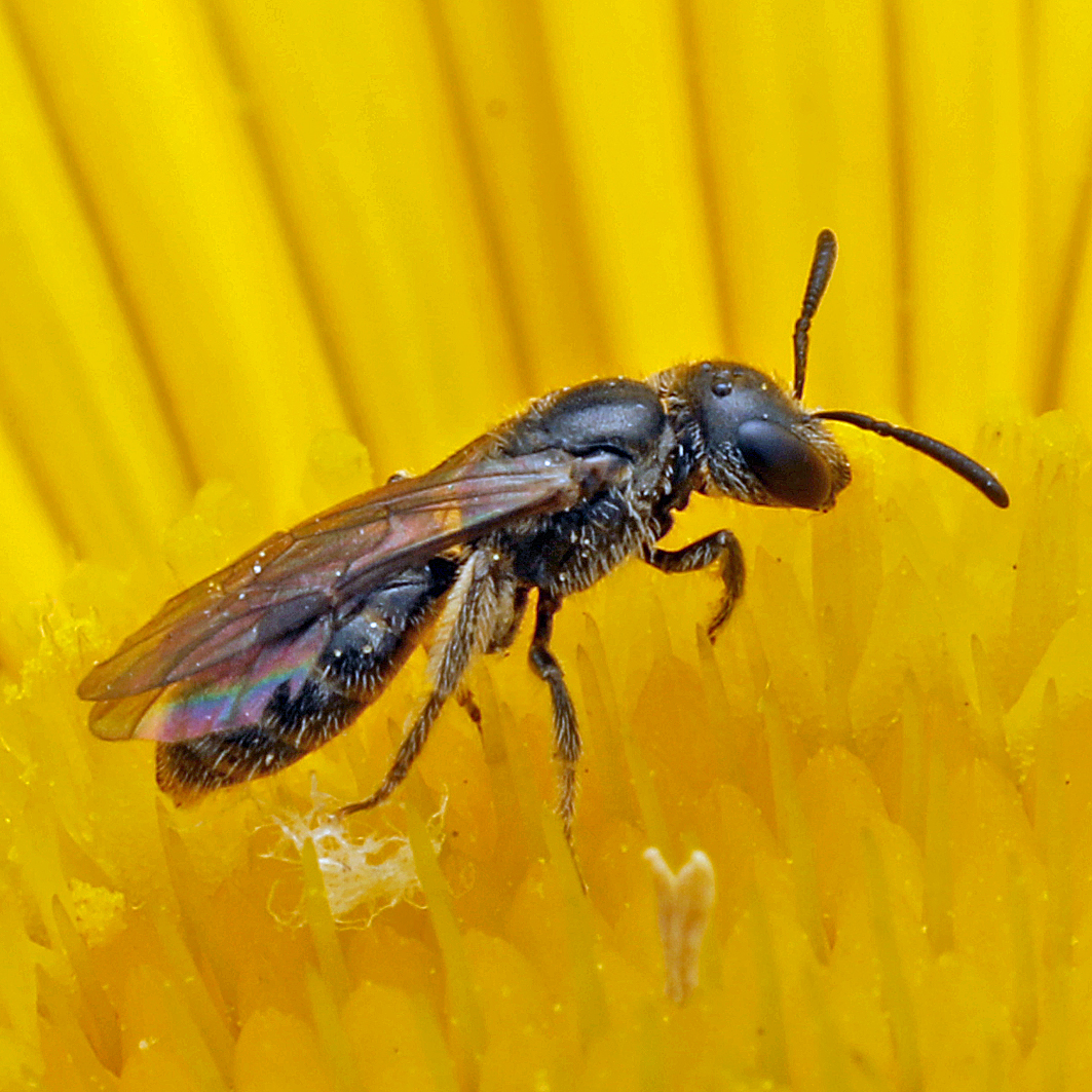 Fotografische Darstellung der Wildbiene Winzige Schmalbiene