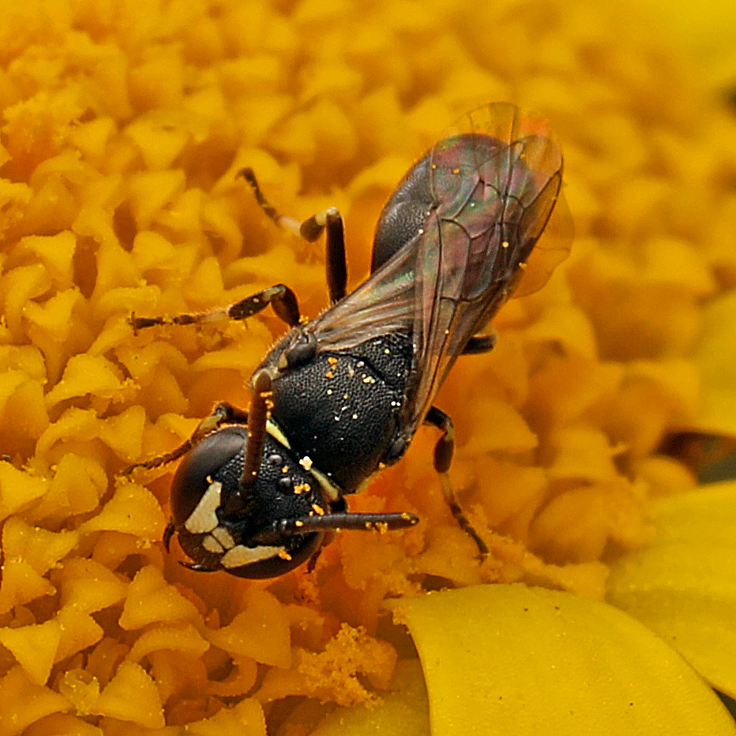 Fotografische Darstellung der Wildbiene Kopfschild-Maskenbiene