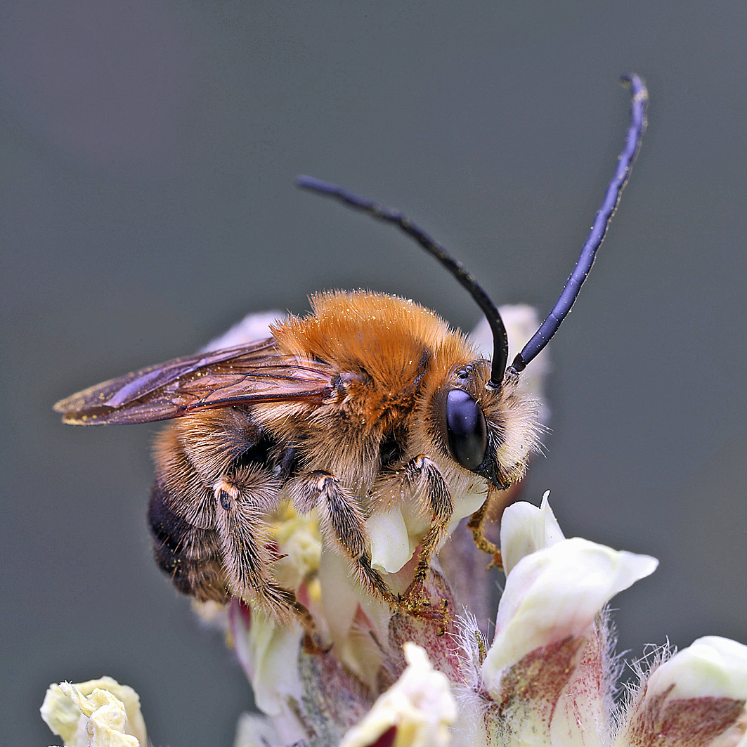Fotografische Darstellung der Wildbiene Juni-Langhornbiene