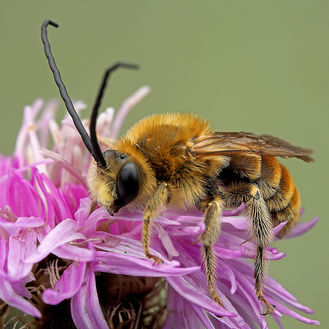 Fotografische Darstellung der Wildbiene Goldfarbene Langhornbiene
