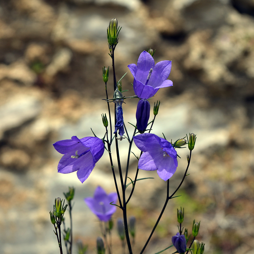 Fotografische Darstellung der Pflanze Rundblättrige Glockenblume
