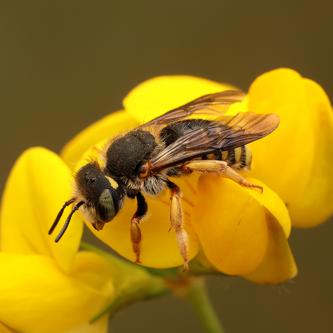 Fotografische Darstellung der Wildbiene Felsspalten-Wollbiene