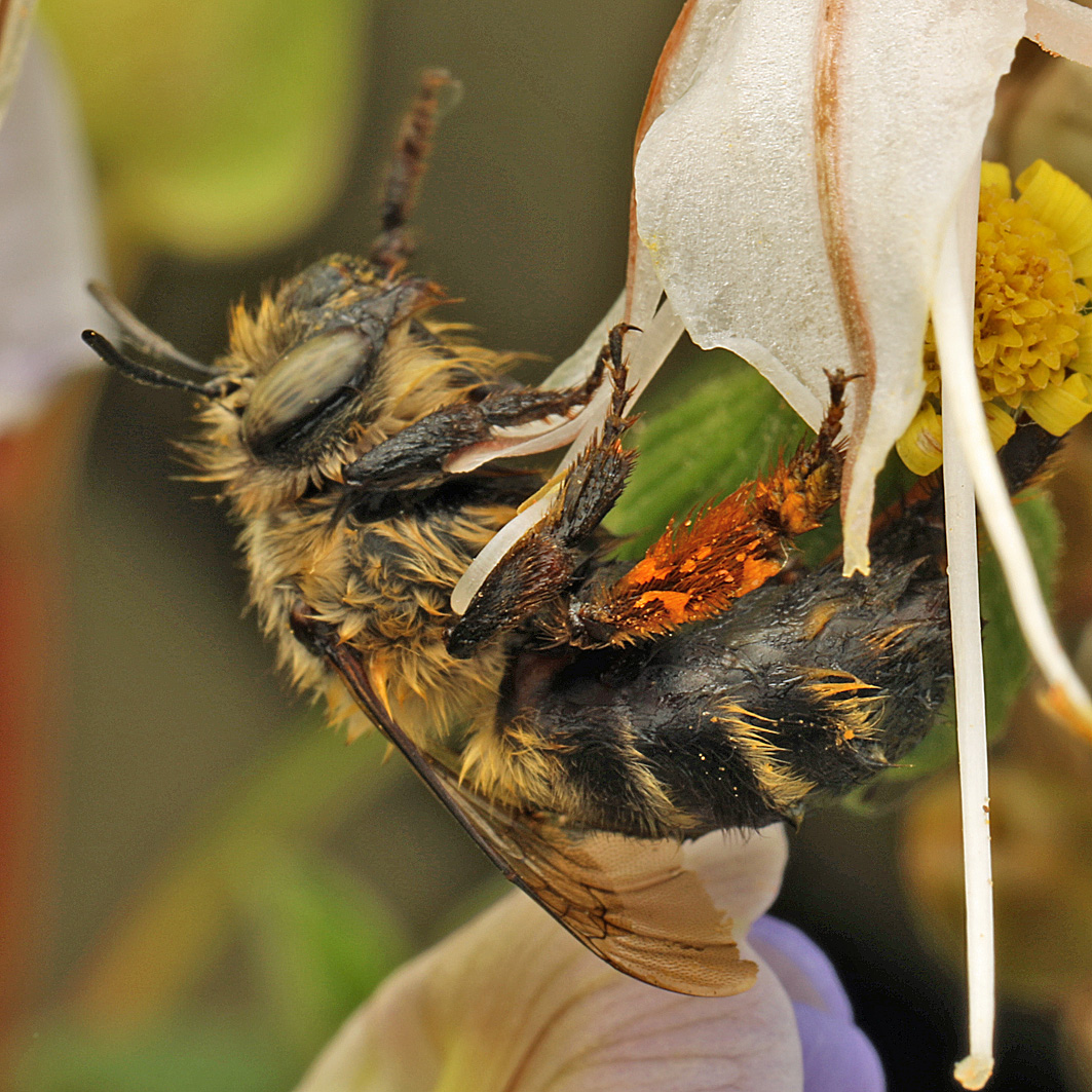 Fotografische Darstellung der Wildbiene Schuppen-Pelzbiene