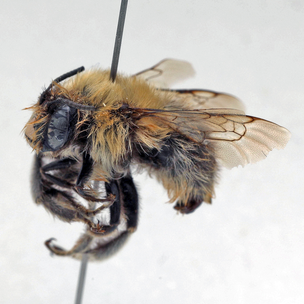 Fotografische Darstellung der Wildbiene Natternkopf-Pelzbiene