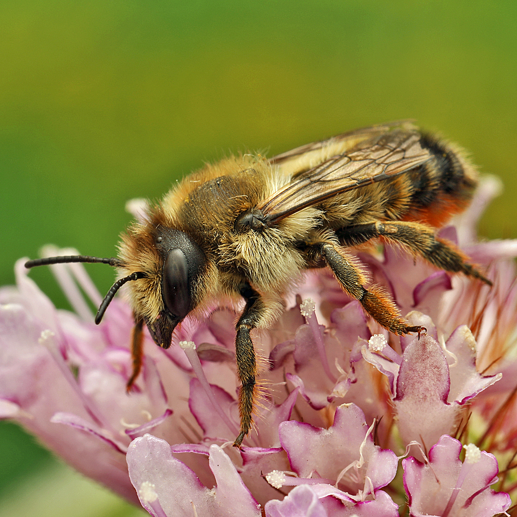 Fotografische Darstellung der Wildbiene Birken-Blattschneiderbiene
