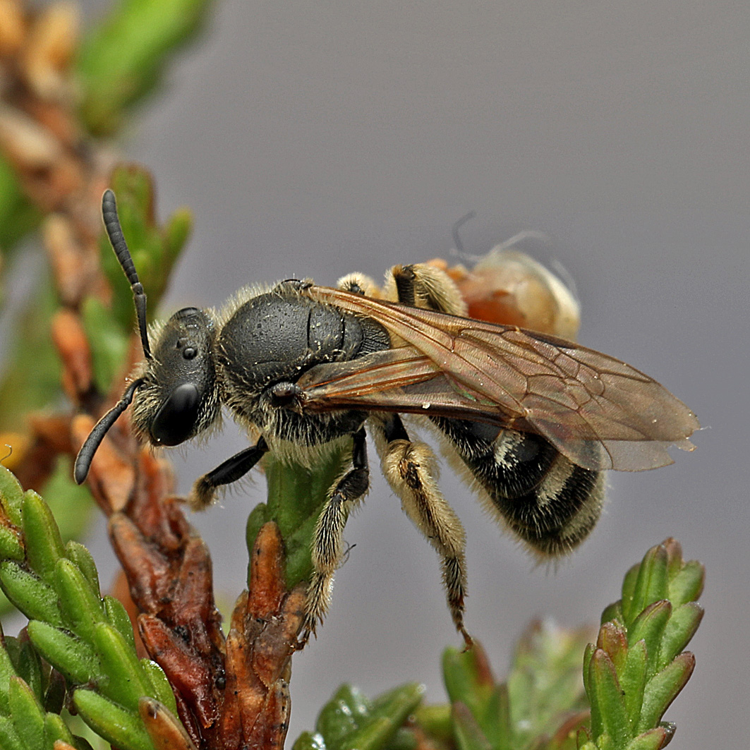 Fotografische Darstellung der Wildbiene Frühlings-Schmalbiene