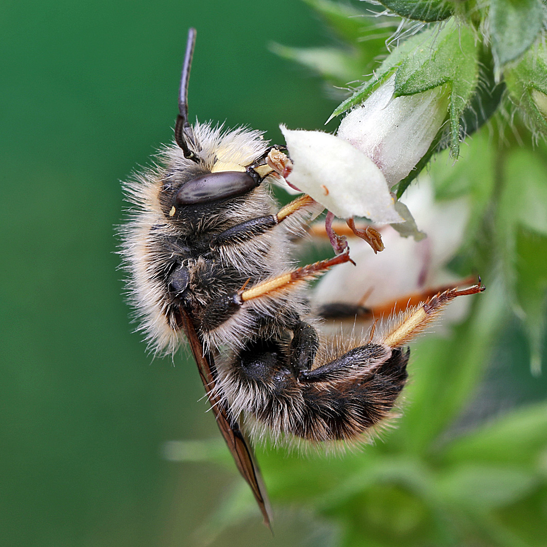 Fotografische Darstellung der Wildbiene Berg-Wollbiene