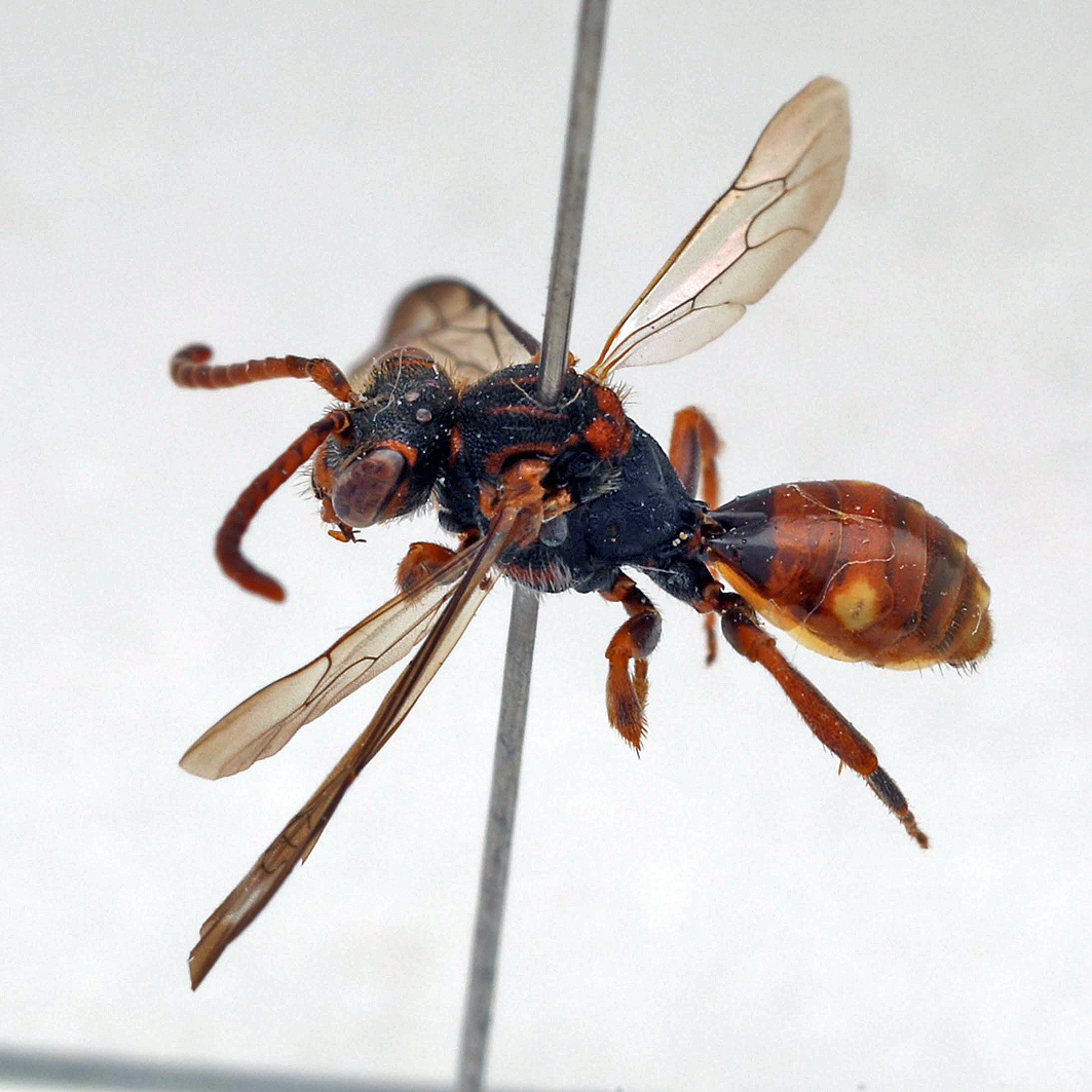 Fotografische Darstellung der Wildbiene Dolden-Wespenbiene