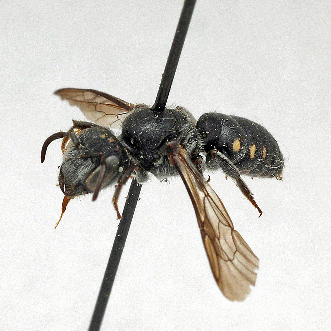 Fotografische Darstellung der Wildbiene Zwerg-Düsternbiene