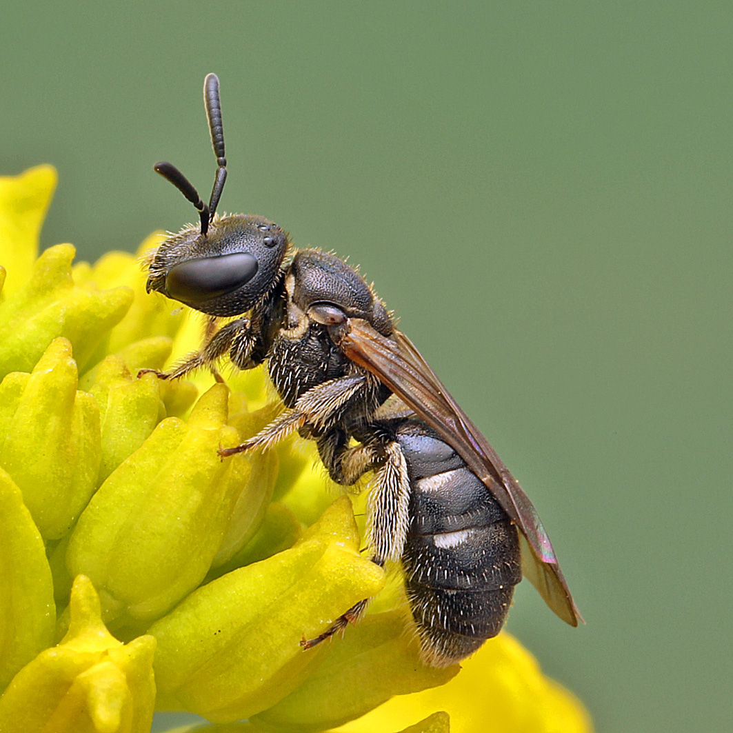 Fotografische Darstellung der Wildbiene Schwarzrote Schmalbiene