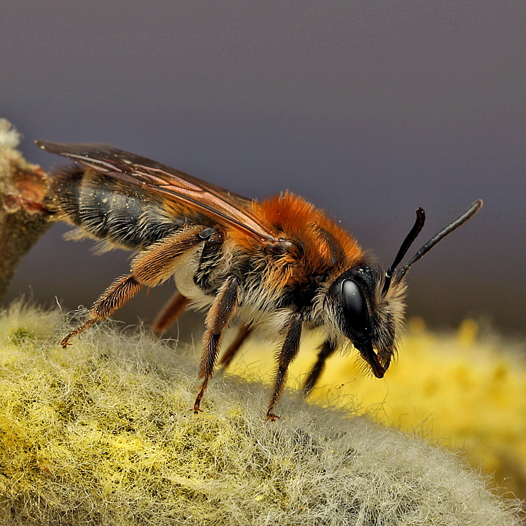 Fotografische Darstellung der Wildbiene Schlehen-Lockensandbiene