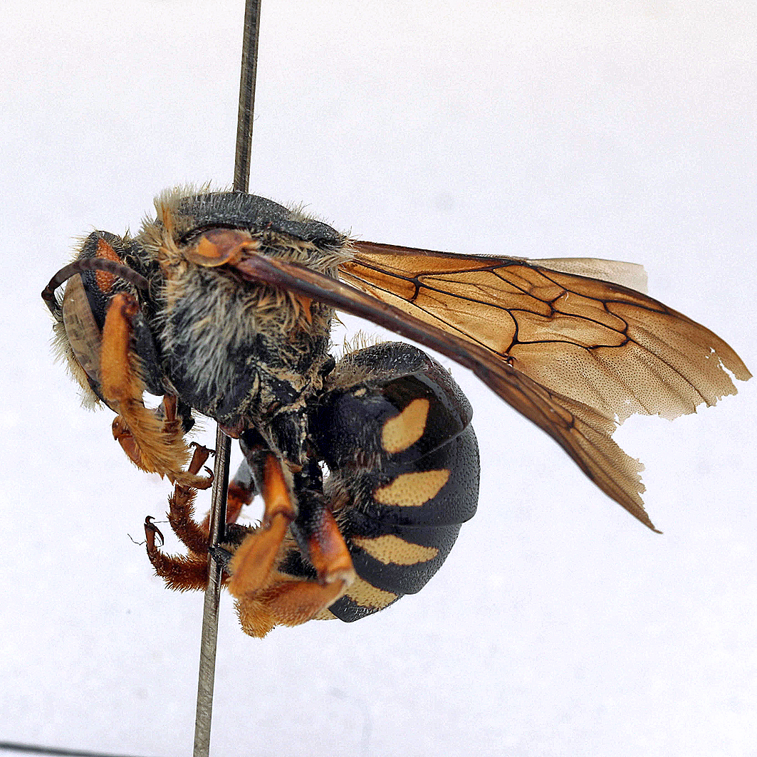 Fotografische Darstellung der Wildbiene Steppen-Harzbiene
