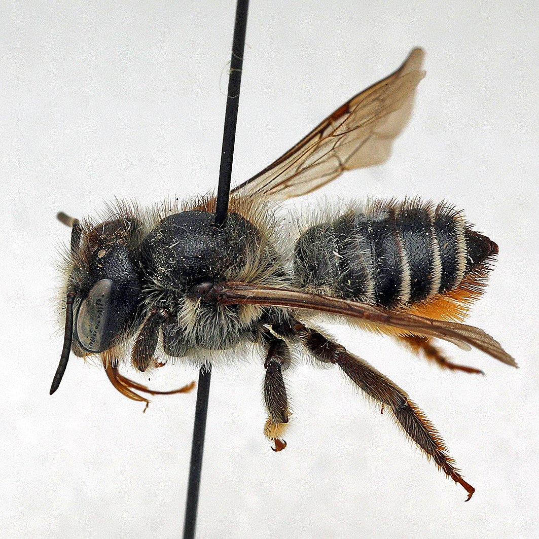 Fotografische Darstellung der Wildbiene Weidenröschen-Blattschneiderbiene
