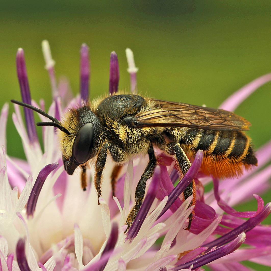 Fotografische Darstellung der Wildbiene Rosen-Blattschneiderbiene