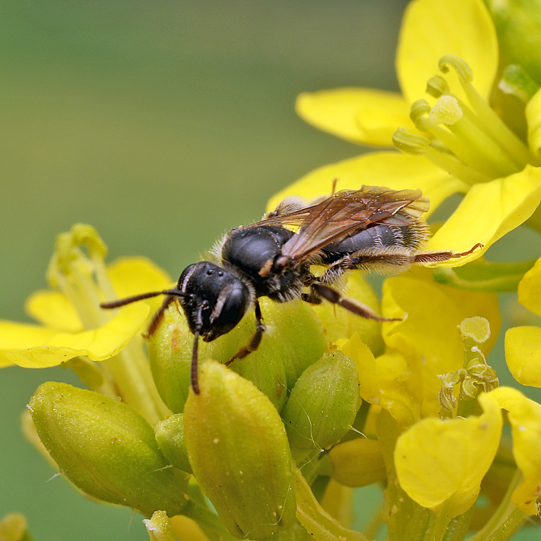 Fotografische Darstellung der Wildbiene Alfkens Zwergsandbiene