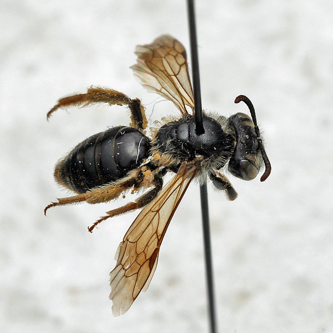 Fotografische Darstellung der Wildbiene Rotfühler-Kielsandbiene