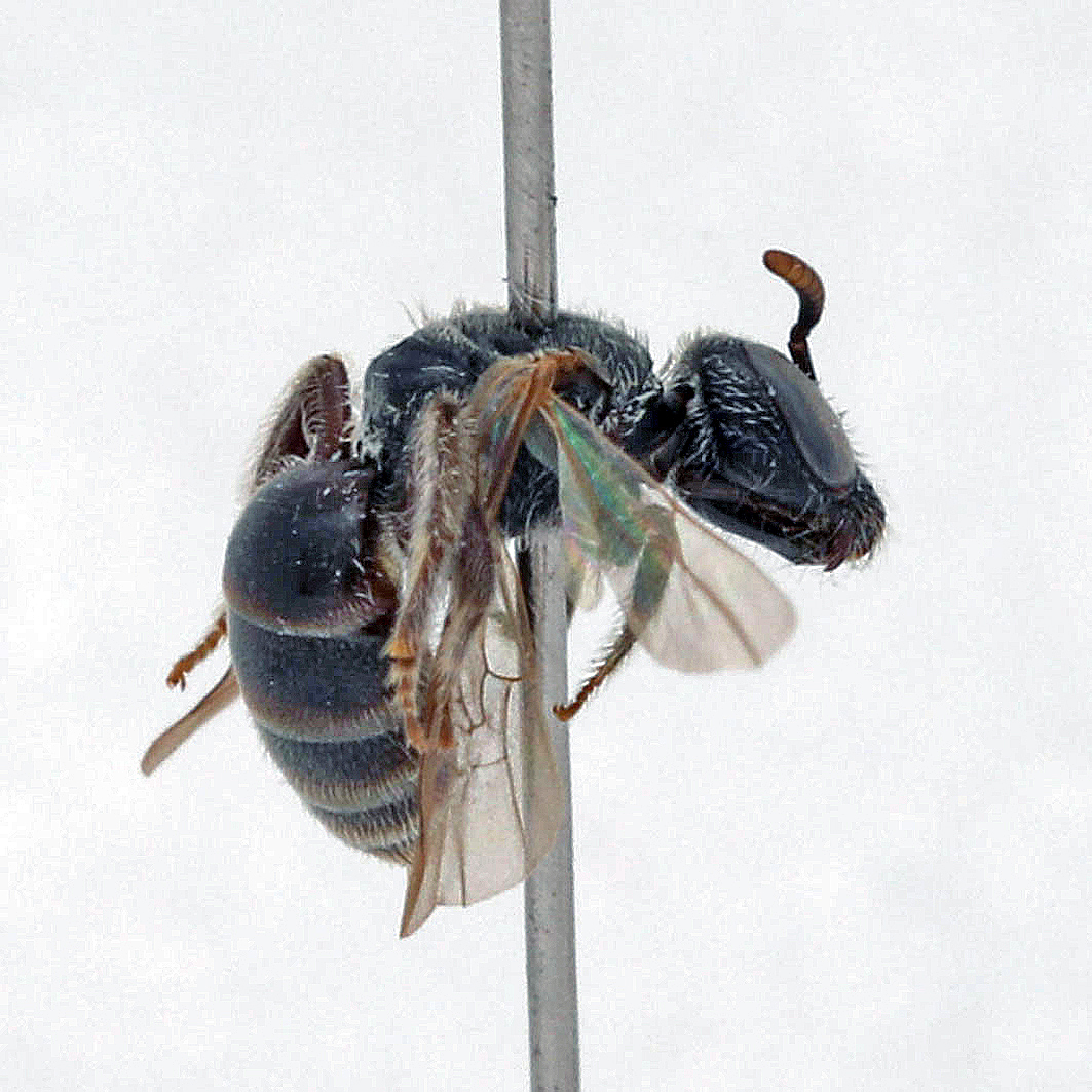 Fotografische Darstellung der Wildbiene Graue Schmalbiene