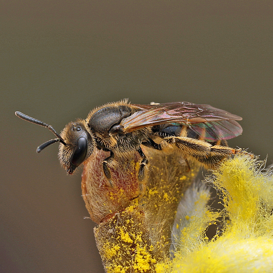 Fotografische Darstellung der Wildbiene Breitkopf-Schmalbiene