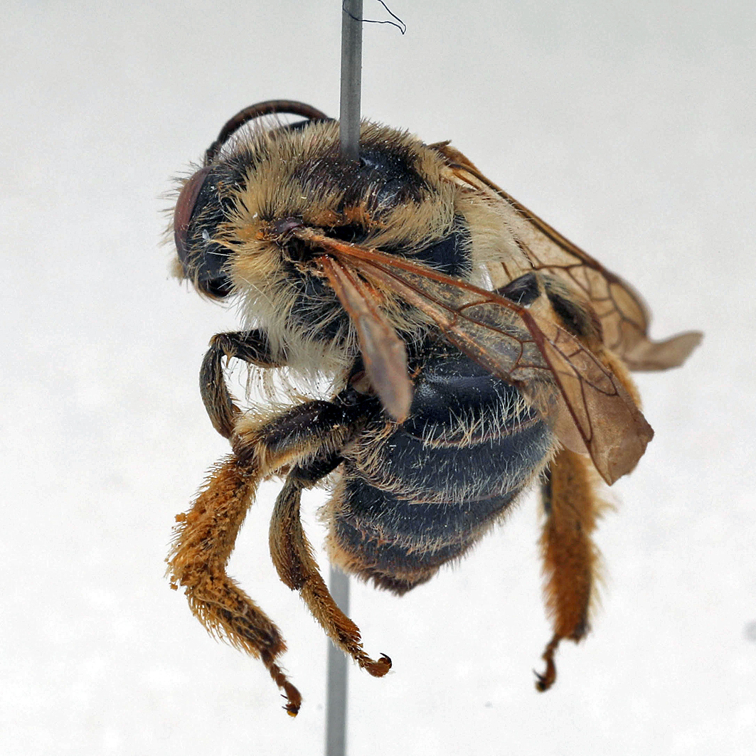 Fotografische Darstellung der Wildbiene Esparsetten-Sägehornbiene