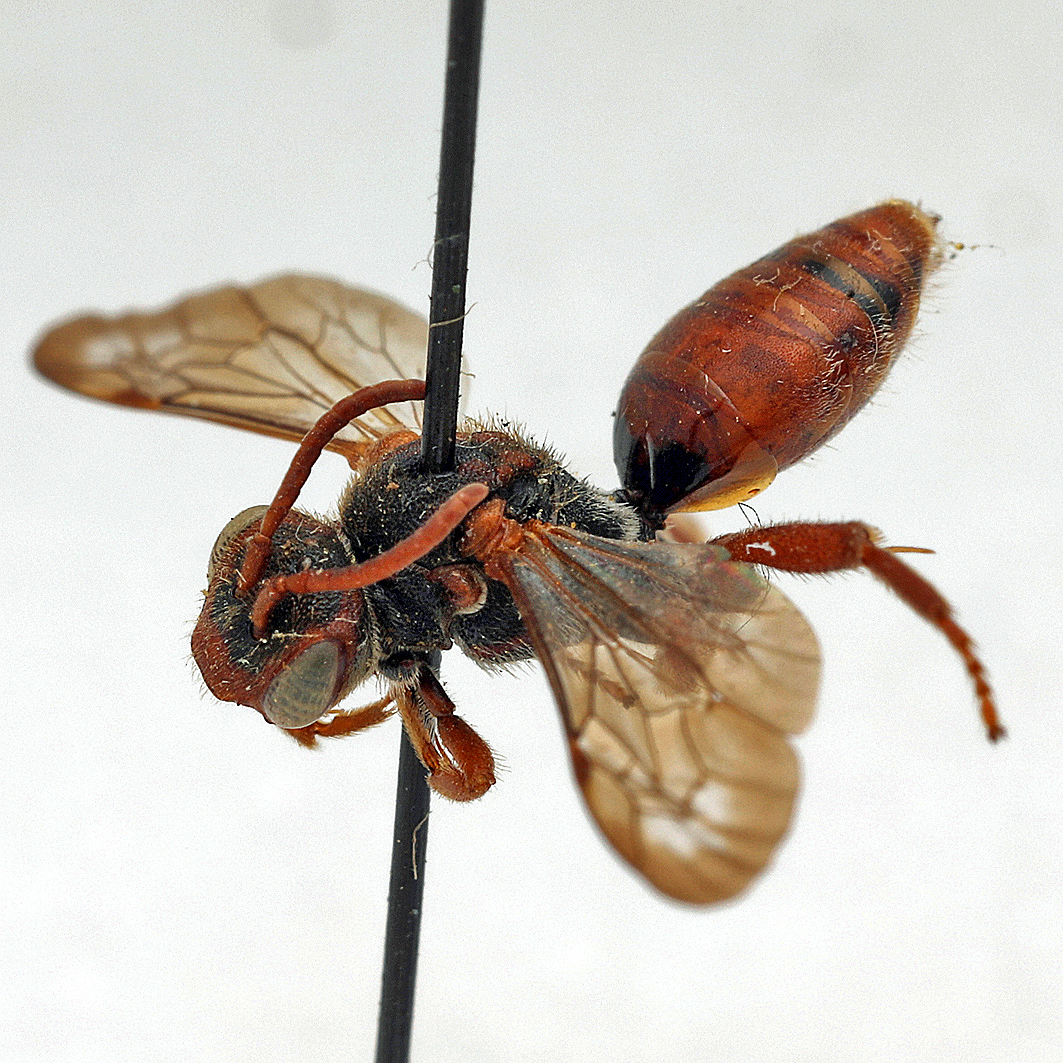 Fotografische Darstellung der Wildbiene Rötliche Wespenbiene