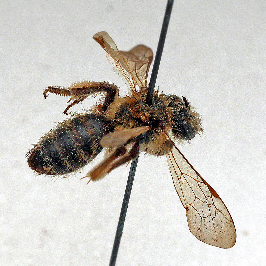 Fotografische Darstellung der Wildbiene Beinwell-Sandbiene
