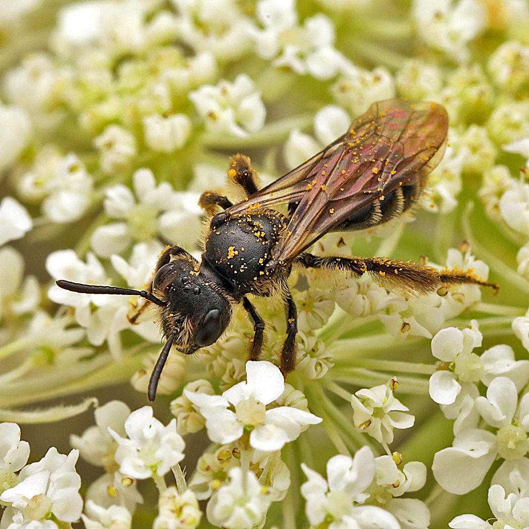 Fotografische Darstellung der Wildbiene Bergwald-Sandbiene