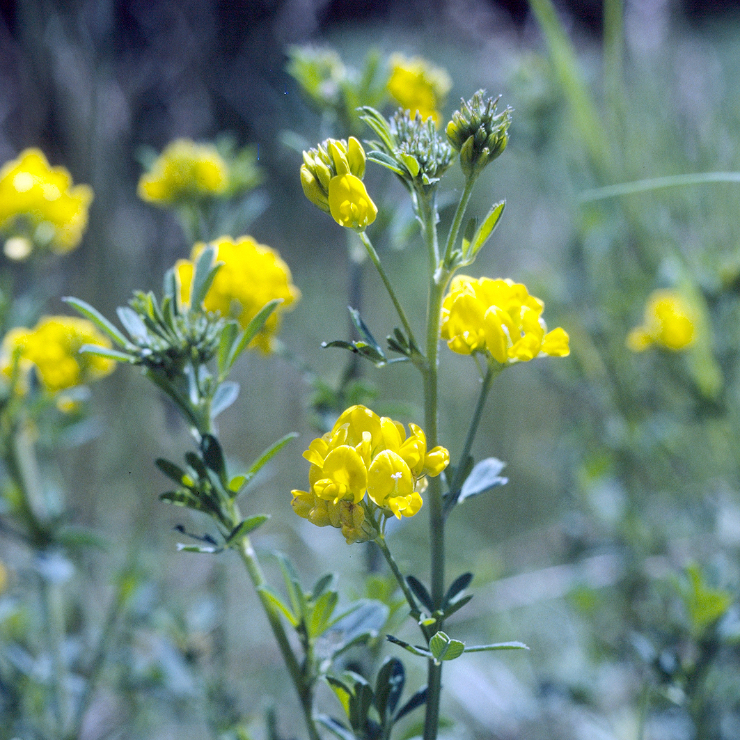 Fotografische Darstellung der Pflanze Gelbe Luzerne