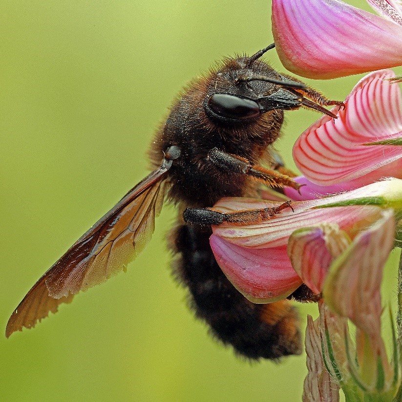 Fotografische Darstellung der Wildbiene Schwarze Mörtelbiene