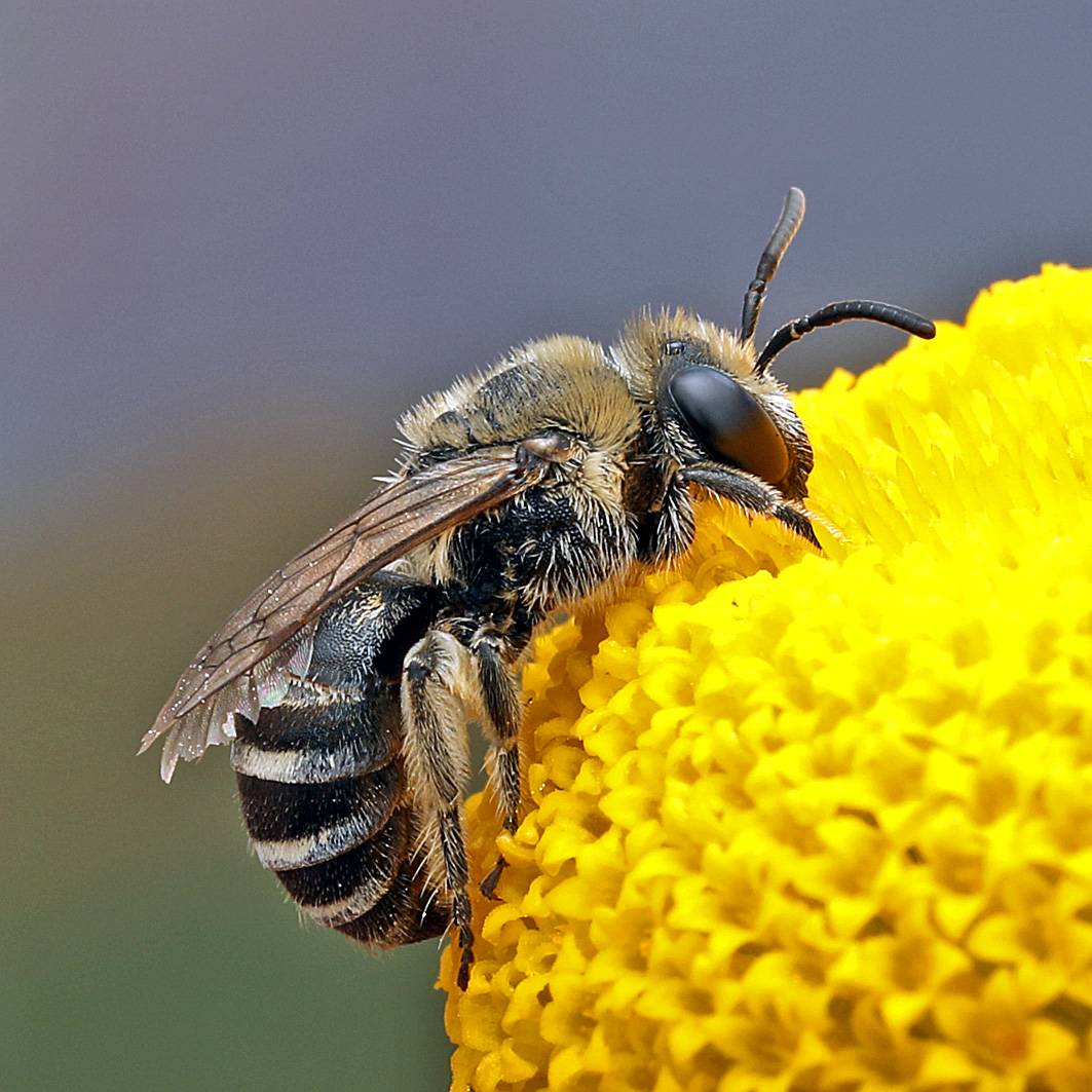 Fotografische Darstellung der Wildbiene Dünen-Seidenbiene