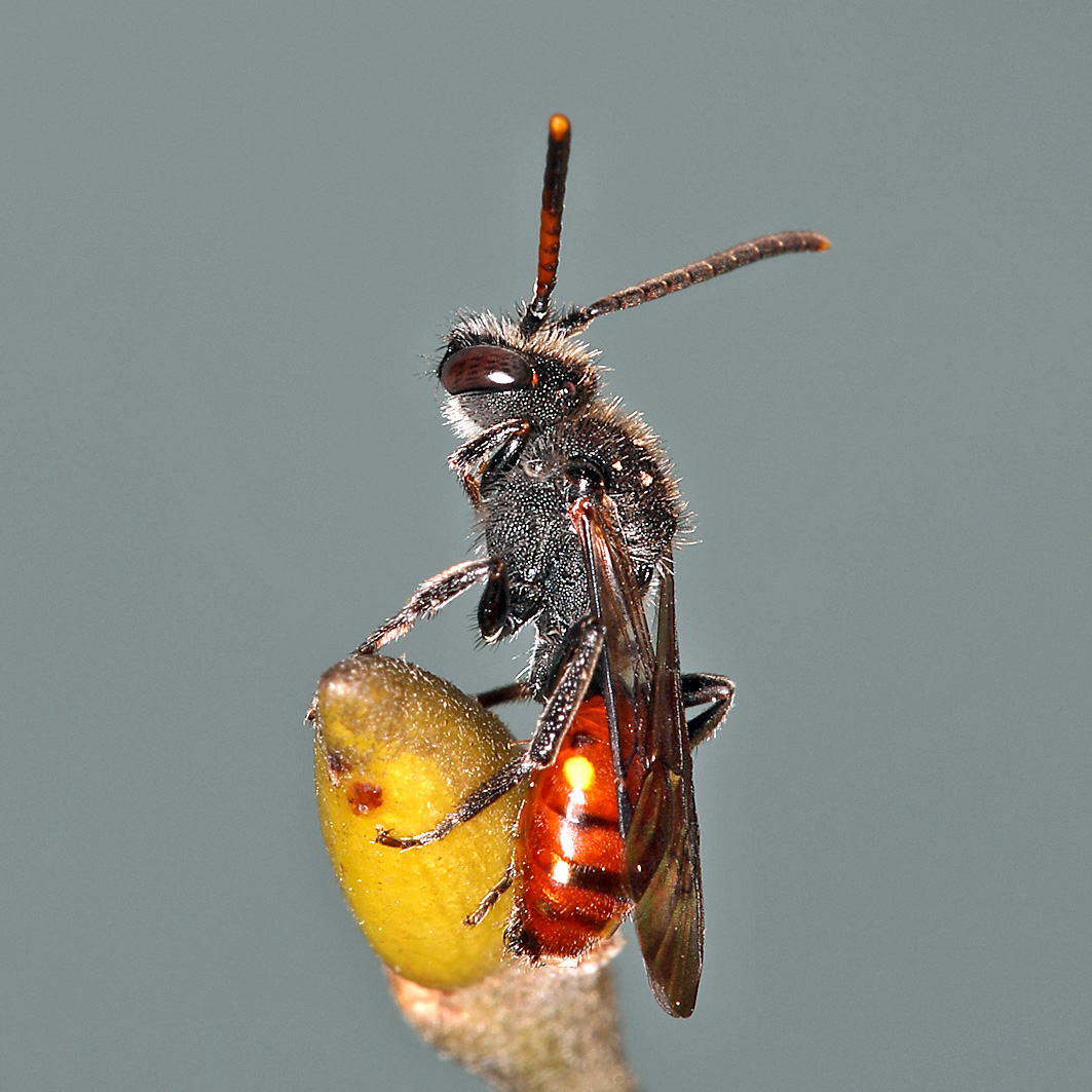 Fotografische Darstellung der Wildbiene Rotschwarze Wespenbiene