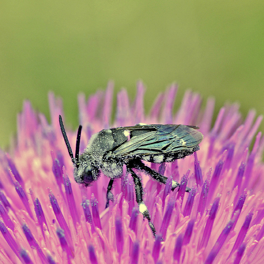 Fotografische Darstellung der Wildbiene Schwarzgesichtige Fleckenbiene
