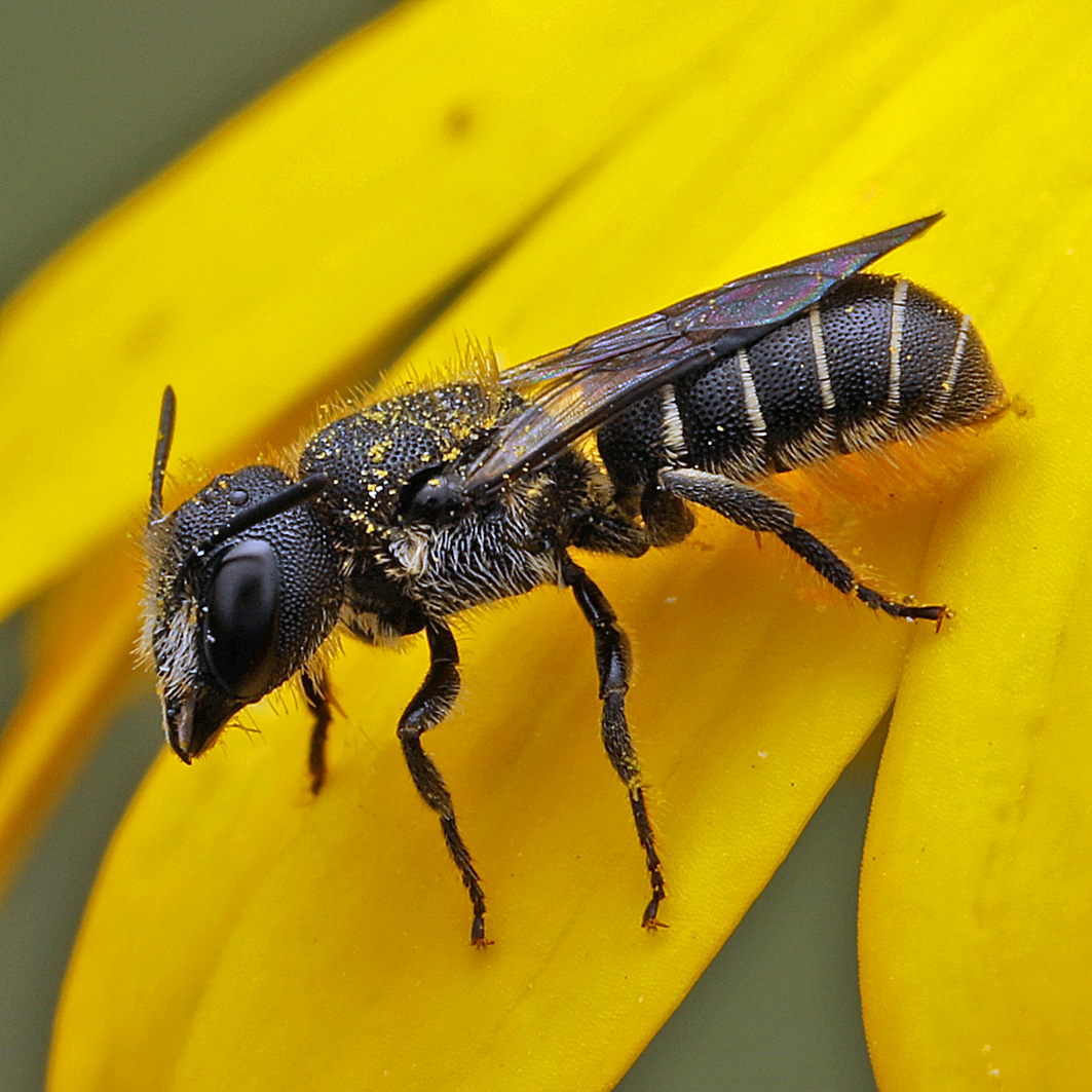 Fotografische Darstellung der Wildbiene Gewöhnliche Löcherbiene