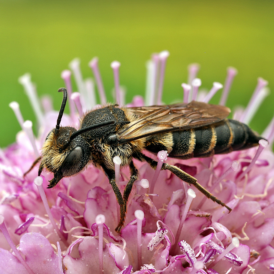 Fotografische Darstellung der Wildbiene Rötliche Kegelbiene