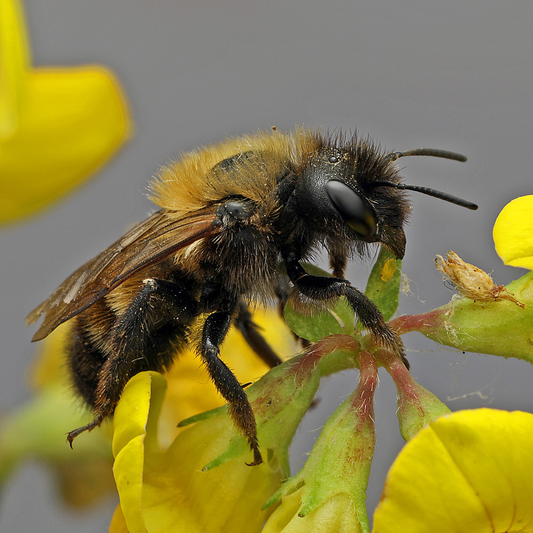 Fotografische Darstellung der Wildbiene Hufeisenklee-Mauerbiene