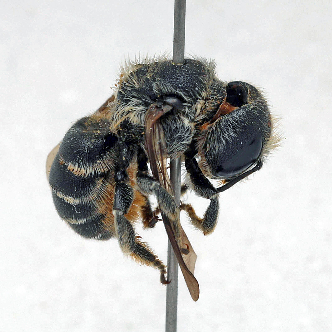 Fotografische Darstellung der Wildbiene Provenzalische Mauerbiene