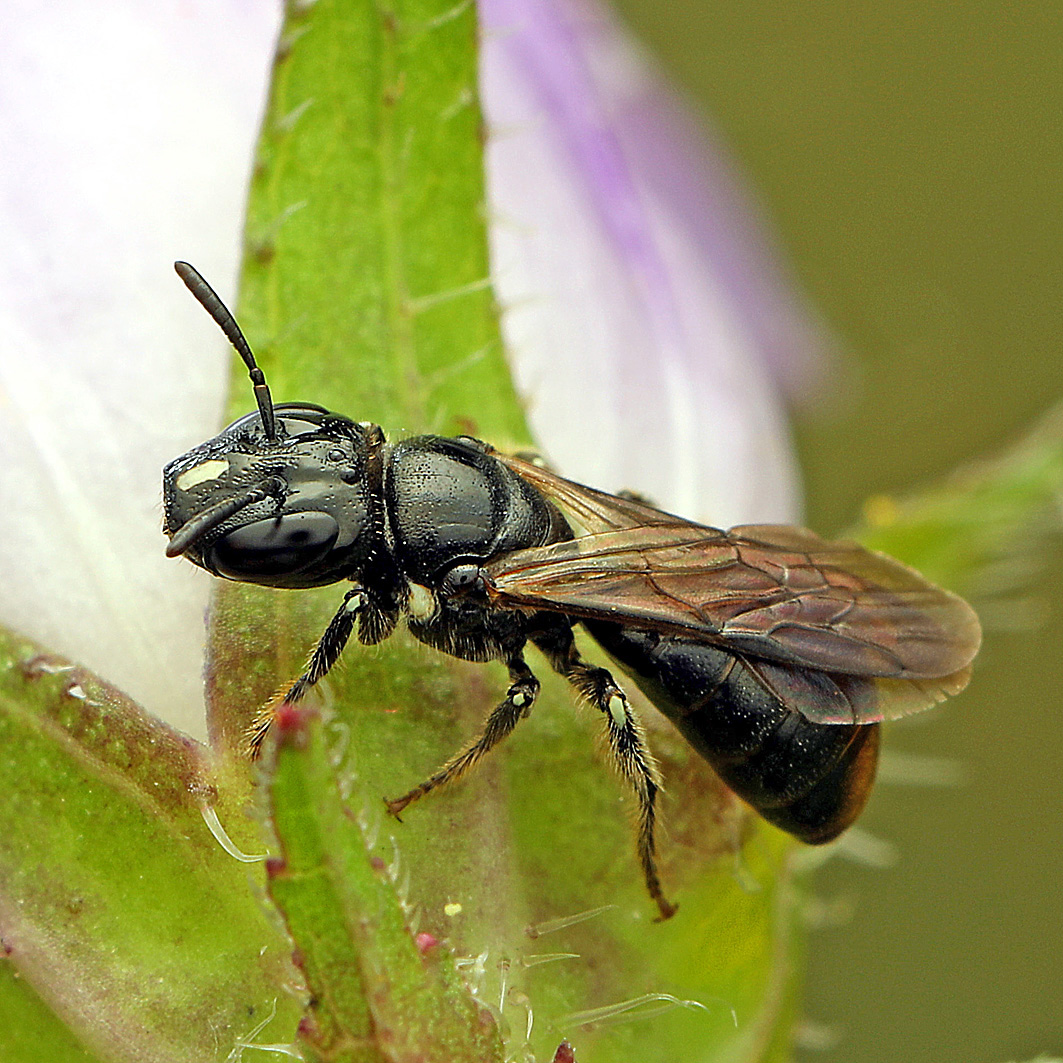 Fotografische Darstellung der Wildbiene Schwarze Keulhornbiene