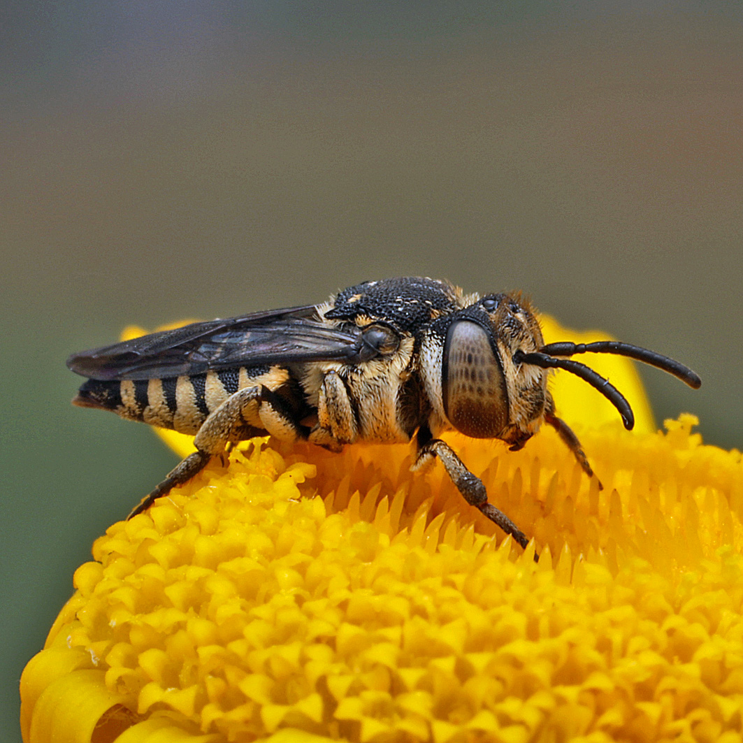 Fotografische Darstellung der Wildbiene Schuppenhaarige Kegelbiene