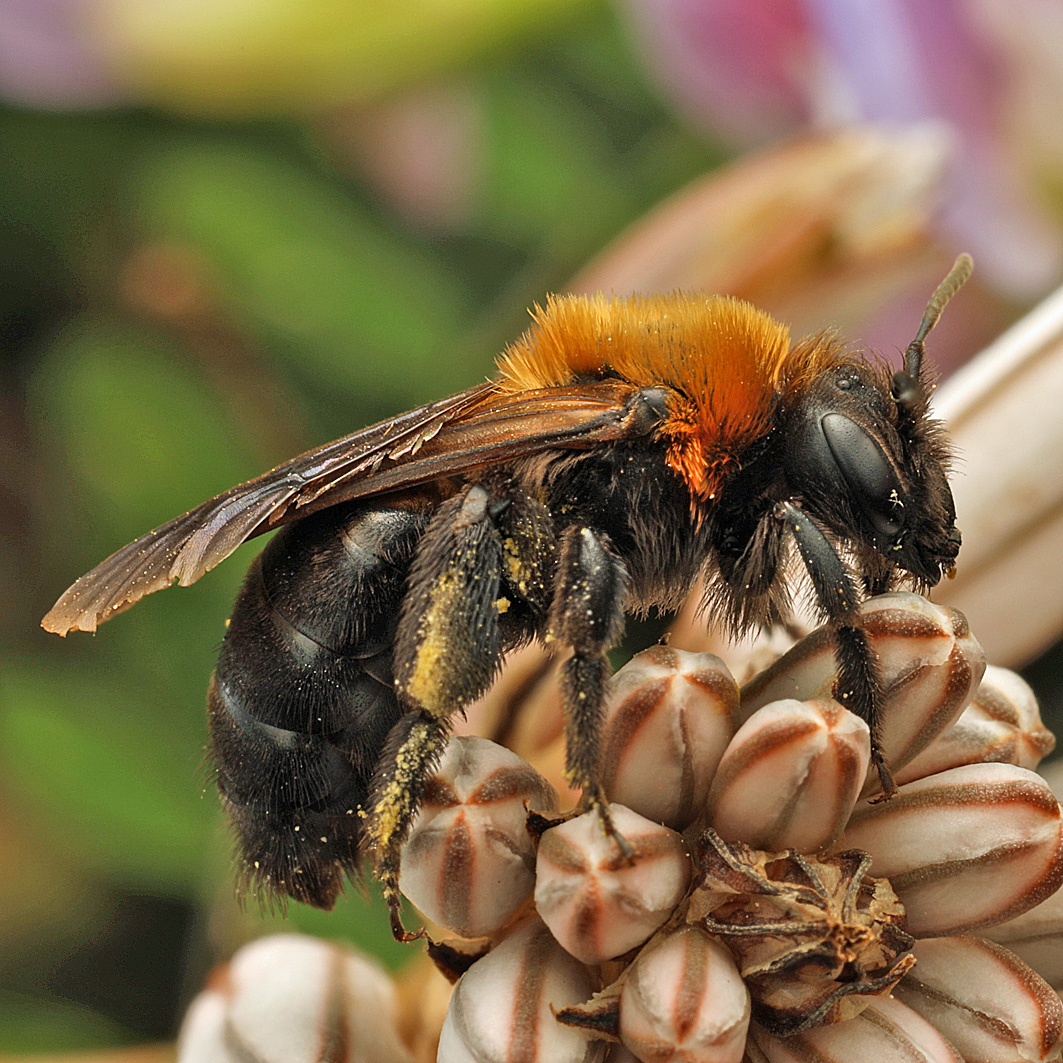 Fotografische Darstellung der Wildbiene Rothaarige Düstersandbiene