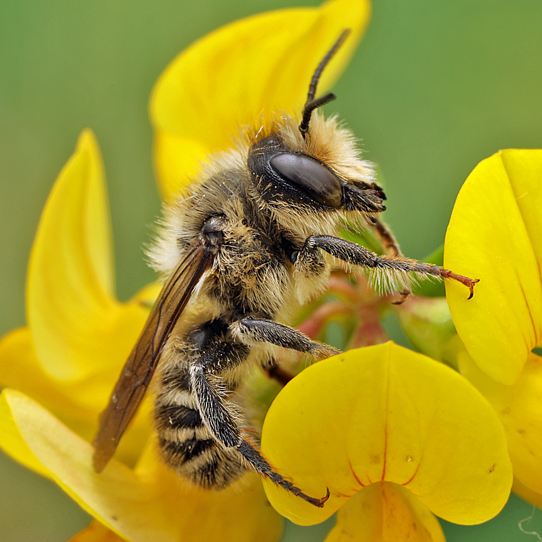 Fotografische Darstellung der Wildbiene Pyrenäen-Blattschneiderbiene