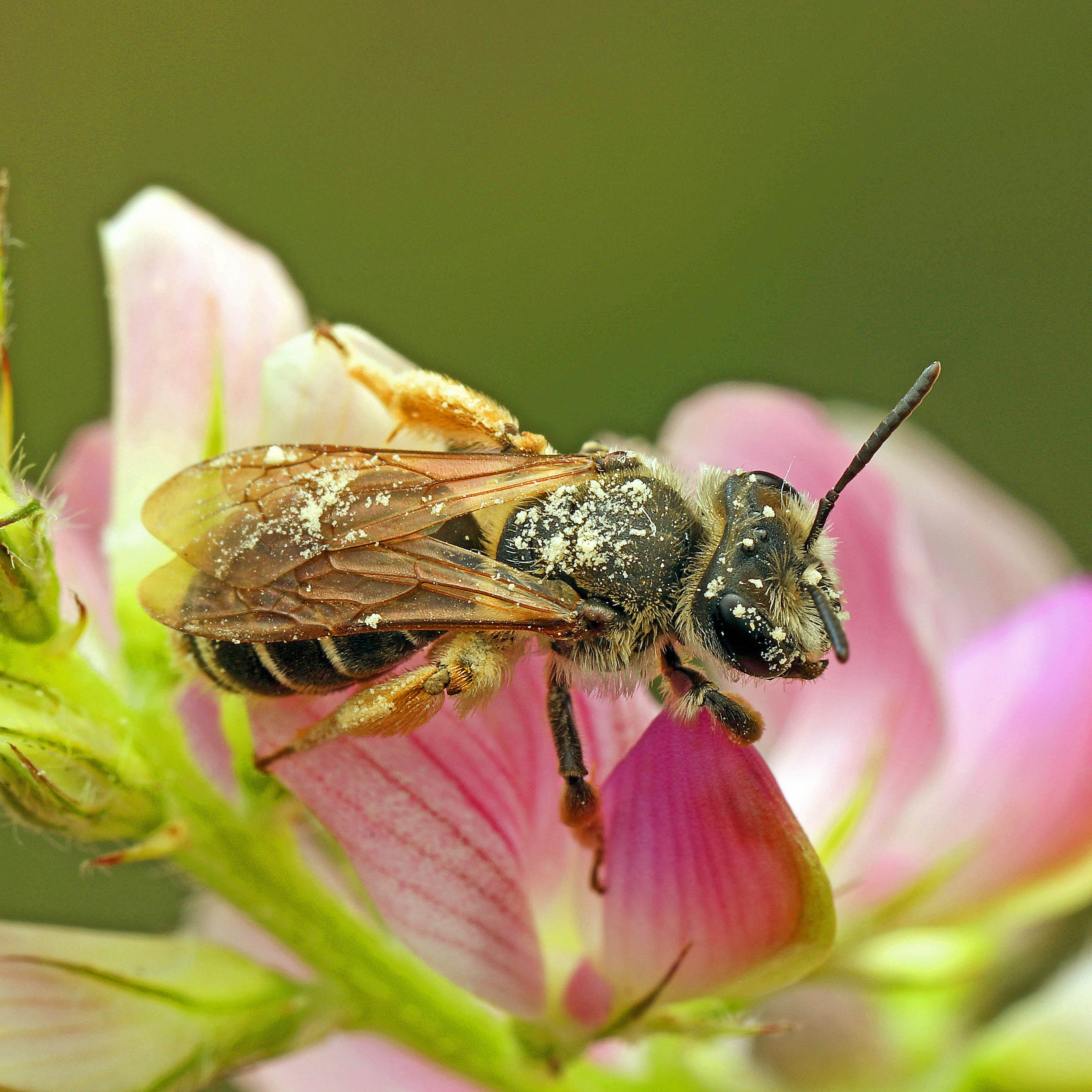 Fotografische Darstellung der Wildbiene Grobpunktierte Kleesandbiene