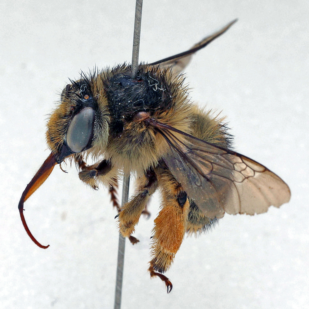 Fotografische Darstellung der Wildbiene Dickschenklige Pelzbiene