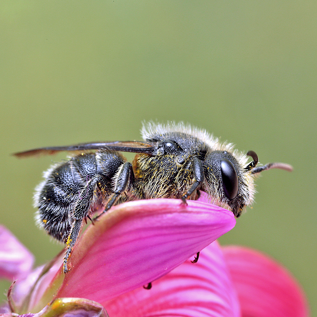 Fotografische Darstellung der Wildbiene Fränkische Düsterbiene
