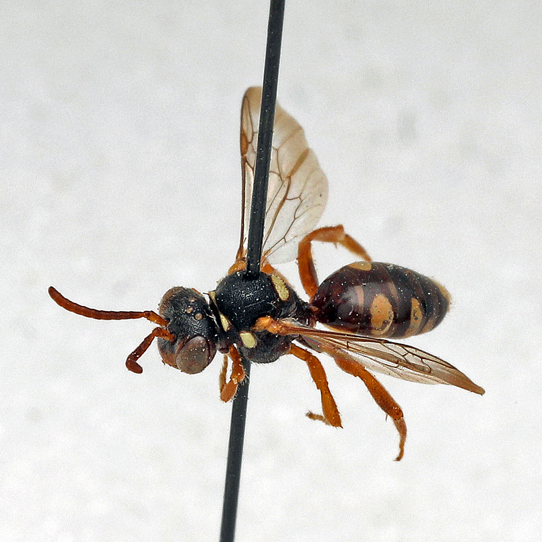 Fotografische Darstellung der Wildbiene Möhren-Wespenbiene