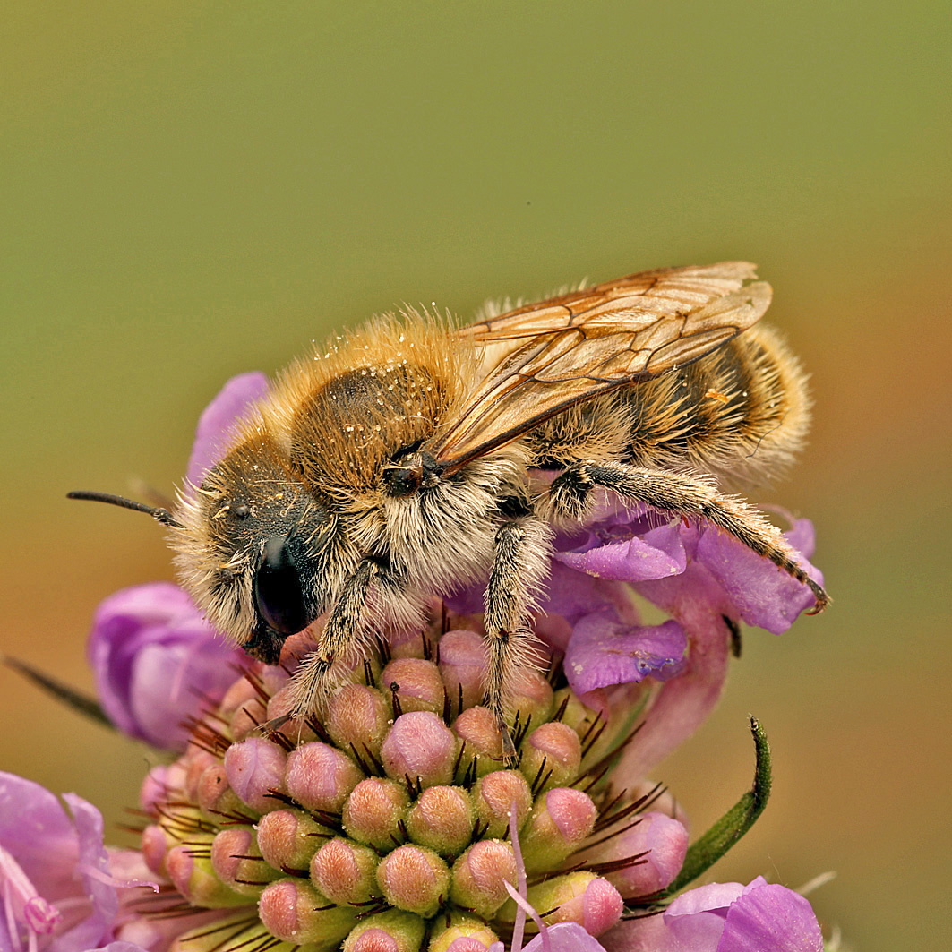 Fotografische Darstellung der Wildbiene Witwenblumen-Mauerbiene