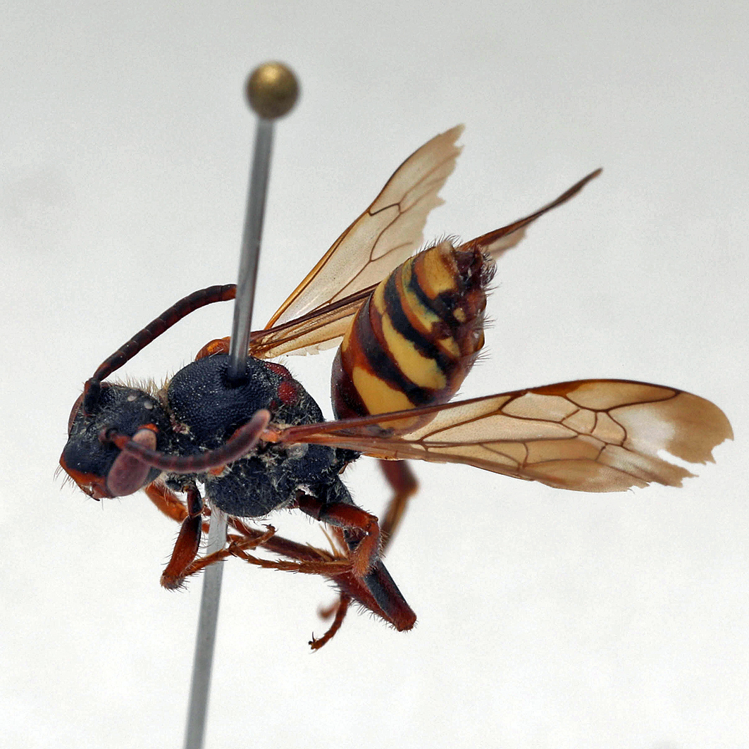 Fotografische Darstellung der Wildbiene Frühe Wespenbiene