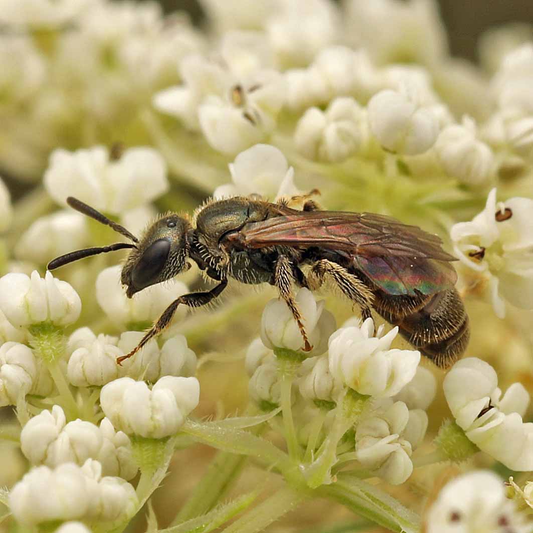 Fotografische Darstellung der Wildbiene Dunkelgrüne Schmalbiene