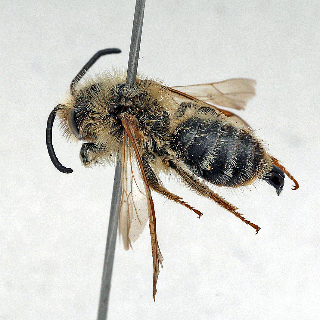 Fotografische Darstellung der Wildbiene Felssteppen-Sandbiene