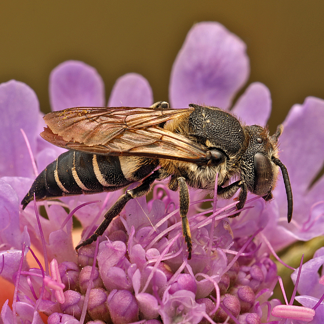Fotografische Darstellung der Wildbiene Langschwanz-Kegelbiene